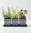 Morris & Co. x Williams Sonoma Bluebell Herb Planter Set